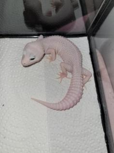 Leopardgecko 0. 1 white and Yellow Extreme Emerine, 0. 1 Universe Leopardgecko