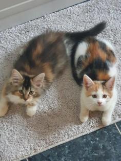 Wunderschöne Maine Coon Mix Kitten