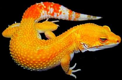 Wunderschöne Leopardgeckos abzugeben Versand möglich