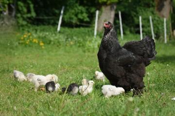 Nachgezüchtete Vorwerk Hühner, Marans, Araucaner Grünseger Hühner u. a. zu Verkau
