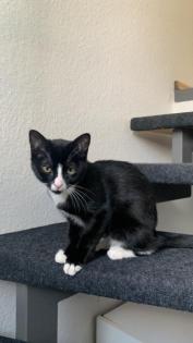 1 Bkh mix mischlings Kitten