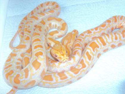 Albino Tigerpython