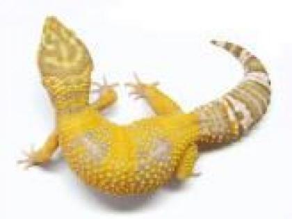 Leopardgecko US importe