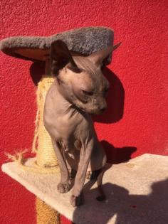 DonSphynx