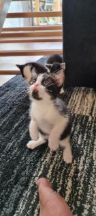 Katzenbabys ab Mitte September abzugeben