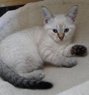 2 Edel-Mix Kitten aus Heilige Birma und BKH
