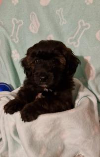Miniature Aussiedoodle Welpen