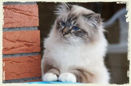 Ein Traumkater Heilige-Birma