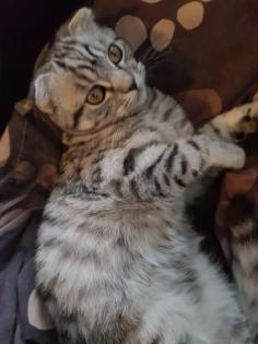 Bkh Kater silver black tabby whiskas