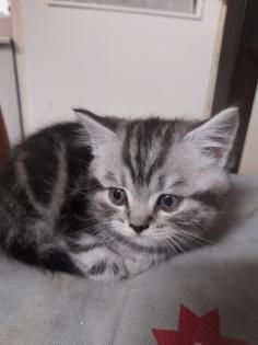 Zauberhafter kleiner BKH Kater mit Ahnentafel, geimpft, entwurmt, gechipt, kastriert, aus HCM