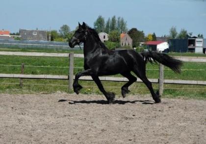 Schwarze Friesen Wallach