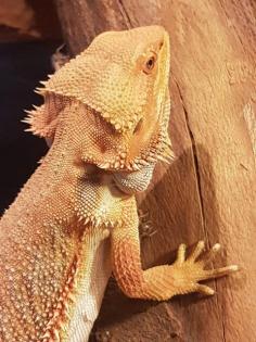 Zwei Bartagame