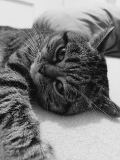Britisch Kurzhaar Tabby