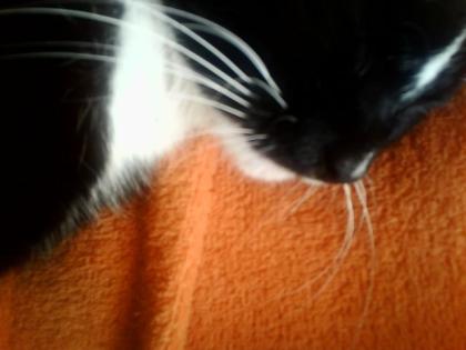 Katzenfamilie sucht neues zu Hause