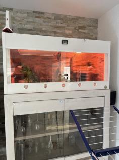 Königspyhton mit Kunststoffterrarium und Technik