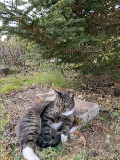 Kater Loki vermisst/gesucht
