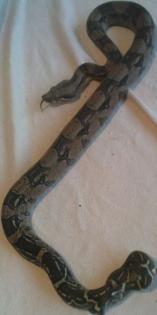Verkaufe BOA C. het sharp Albino NZ 10