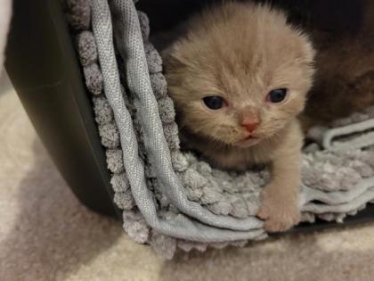 Kitten BKH lilac