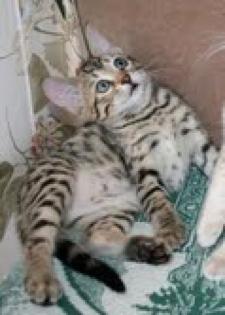 Serval, Savannah, Ocelot, Margay und Caracal Kätzchen