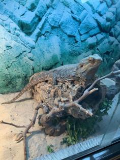 Bartagame günstig zu verkaufen