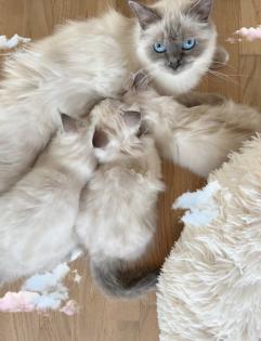 Heilige Birma Kitten / unsere zuckersüßen Wölkchen