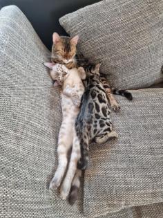 Bengal Katze
