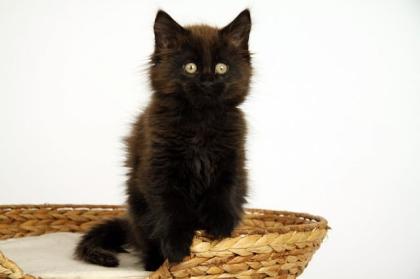 Destiny. kleine schwarze Knutschkugel