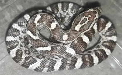 Hübsche Kornnatterbabys anery und ghost