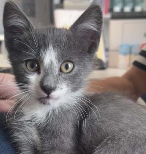 Kleiner grau-weisser Kater sucht liebevolles zu Hause