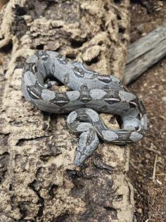 Boa Constrictor Imperator