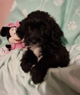 Miniature Aussiedoodle Welpen
