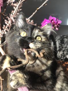 Katze Dori sucht ein liebevolles Zuhause