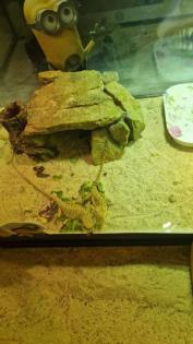 Bartagame Jungtiere 4 Monate alt