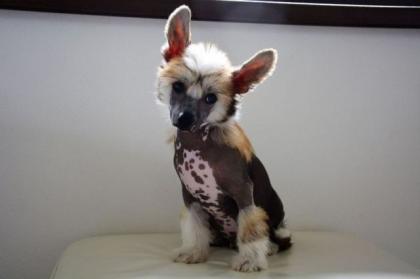 Chinesischer Schopfhund Top Welpen zur Abnahme