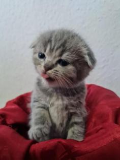 Süße Britisch Kurzhaar Kitten