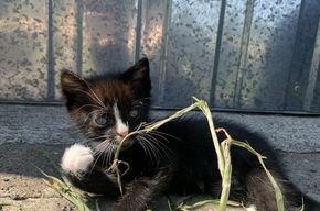 Babykatzen zu verkaufen