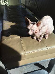 Sphinx Katze