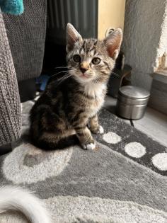 6 kleine Kitten weiß und getigert suchen ein liebevolles zu Hause