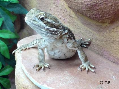 Zwergbartagamen Jungtiere Pogona Henrylawsoni - Berlin