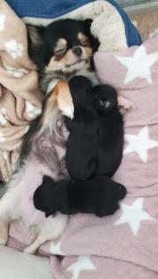 Wunderschöne Reinrassige Chihuahua Welpen Weibchen