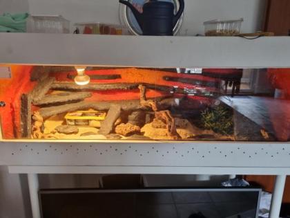 Leopardgecko mit terrarium abzugeben