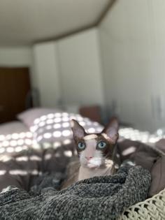 Deckkater
