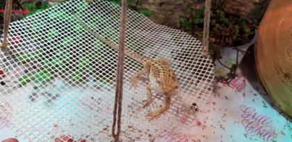 Bartagame Progona Viticeps 8 Wochen jung