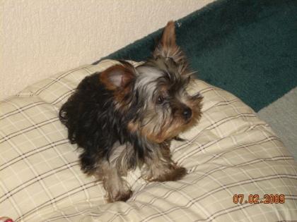 Yorkshiere Terrier Welpe o. P. mit Puppengesicht