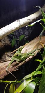 Ritteranolis Paar Männchen Weibchen