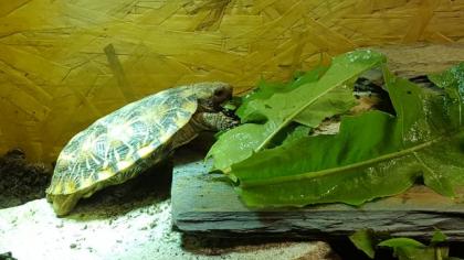 Spaltenschildkröte Malacochersus tornieri