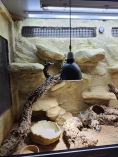 Bartagame m mit großem Terrarium, Quarantäneterrarium inkl. Beleuchtung und viel Zubehör