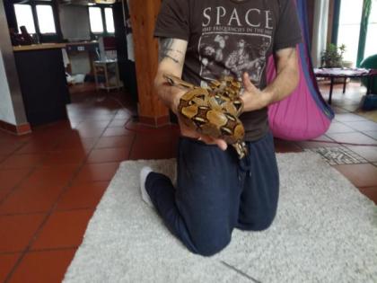 NOTABGABE 2 Boa constrictor imperator