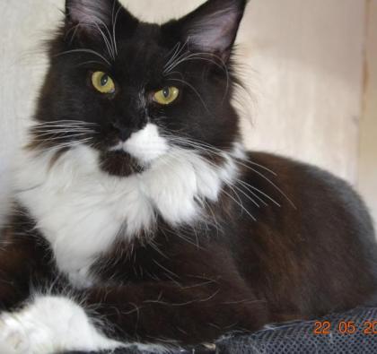 Maine Coon Youngster in black w white mit Stammbaum