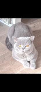 Bkh kitten / Tabby